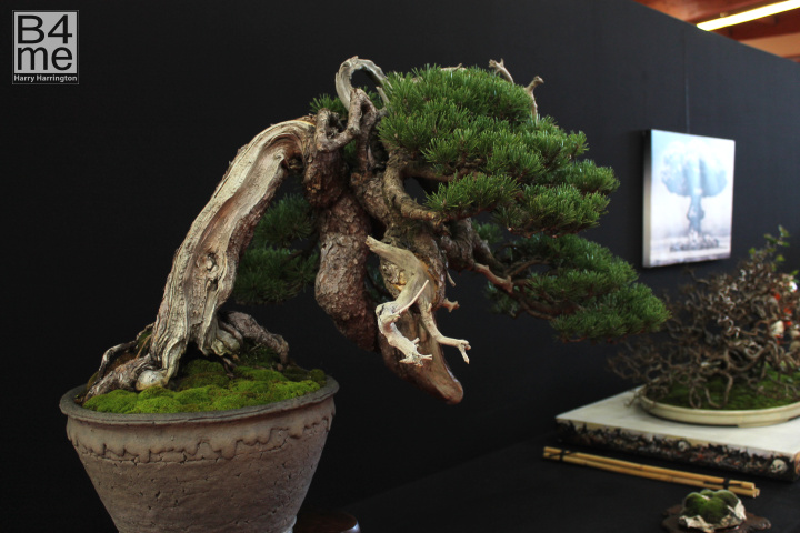 pine bonsai